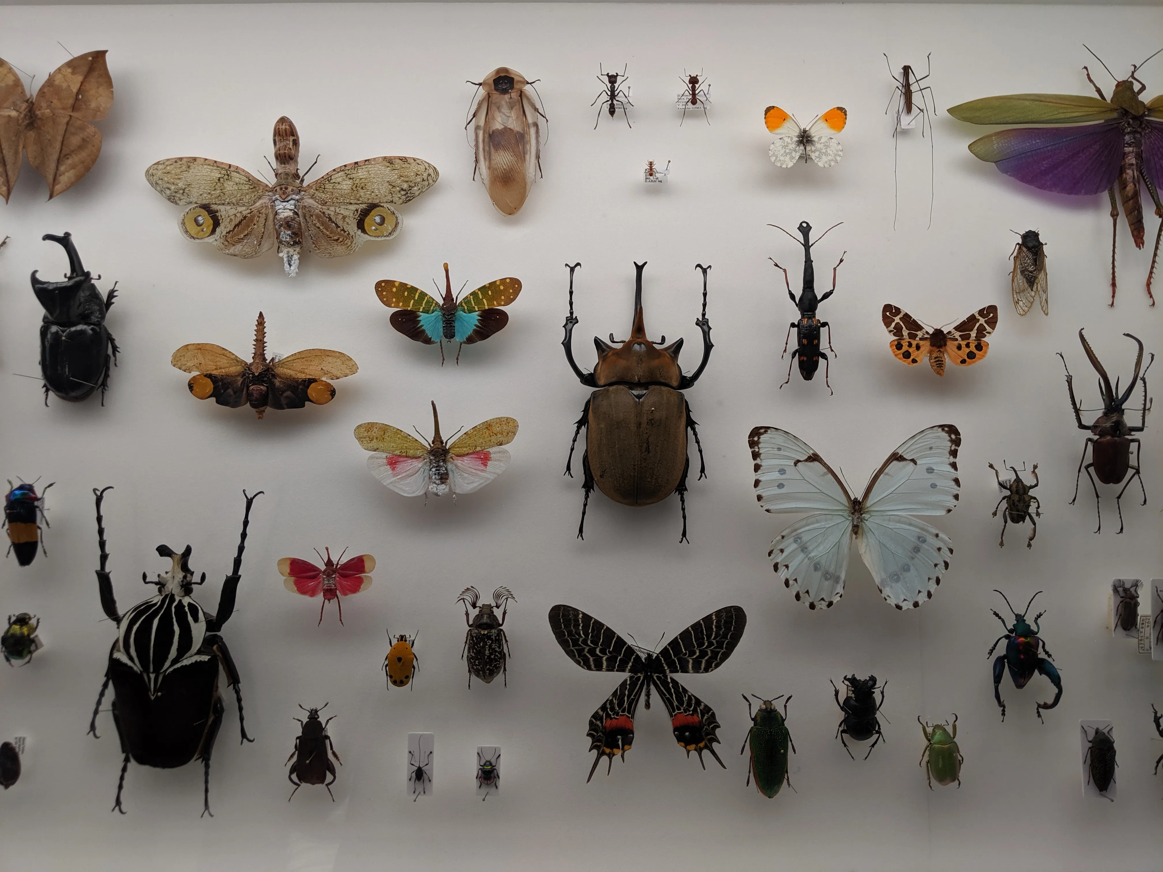 2121 butterflies 2.DgqJCZZC.jpg
