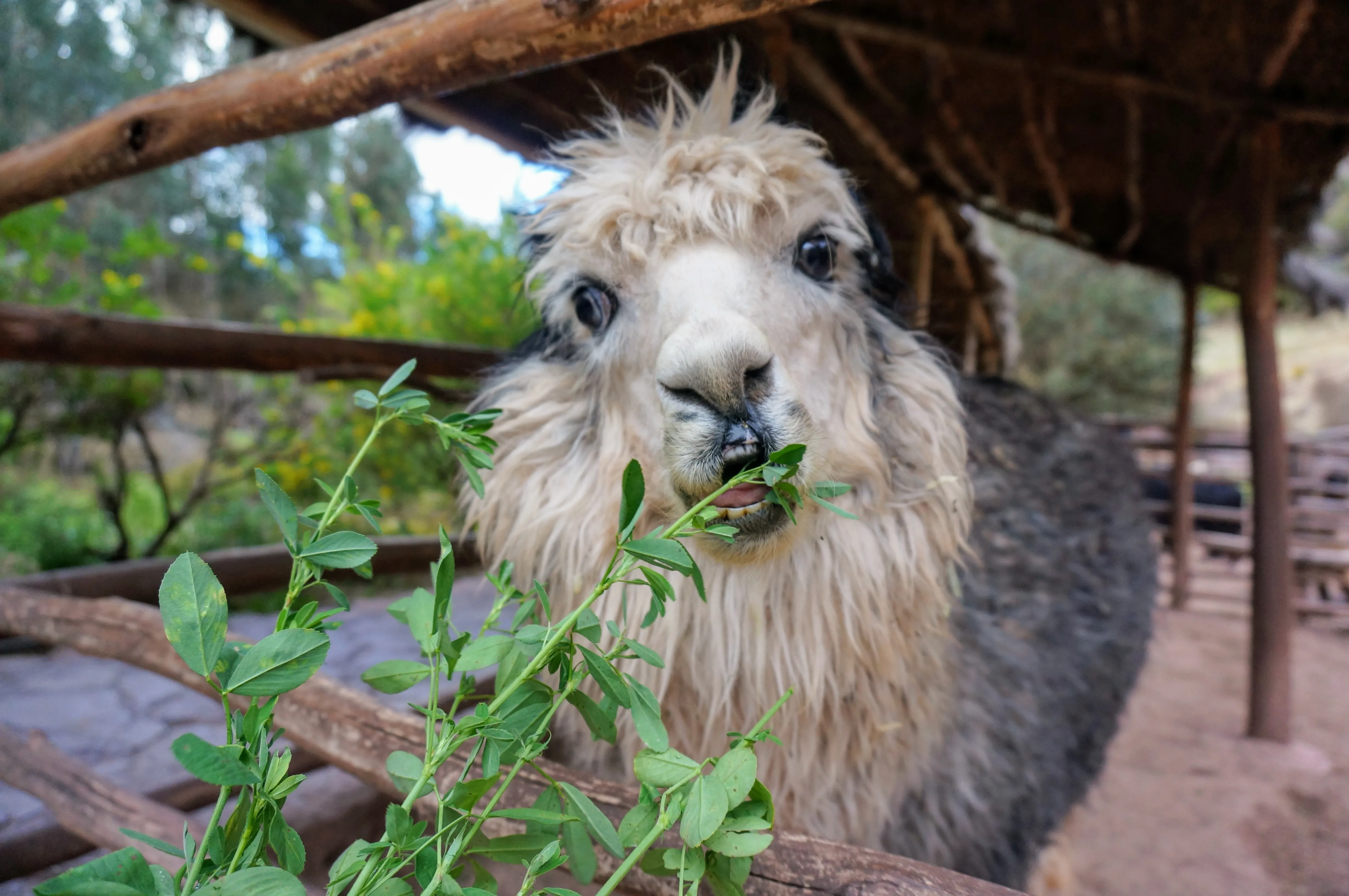 cusco llama 1.Bem5gDCg.jpg