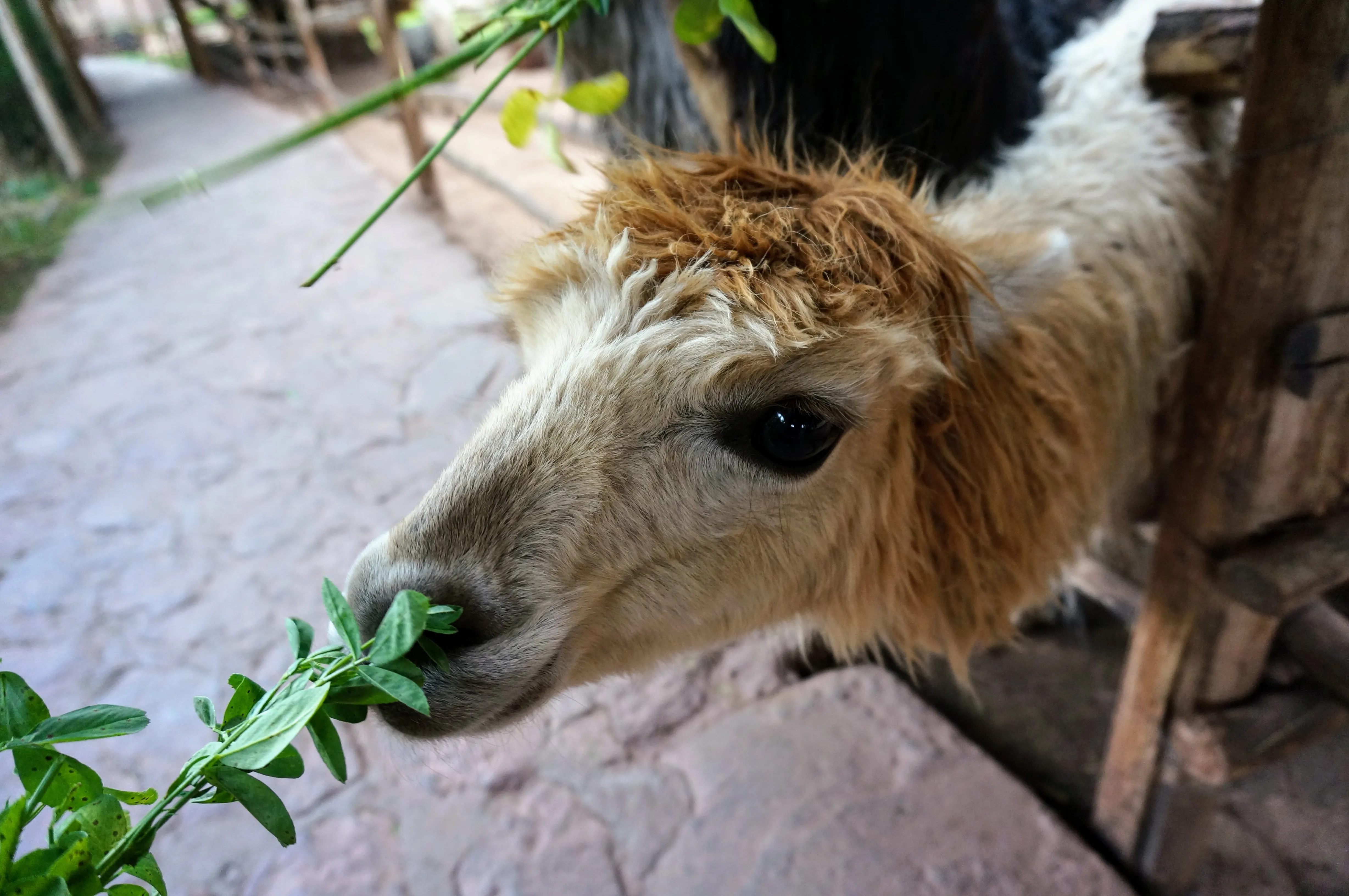 cusco llama 2.fSzp1ISV.jpg