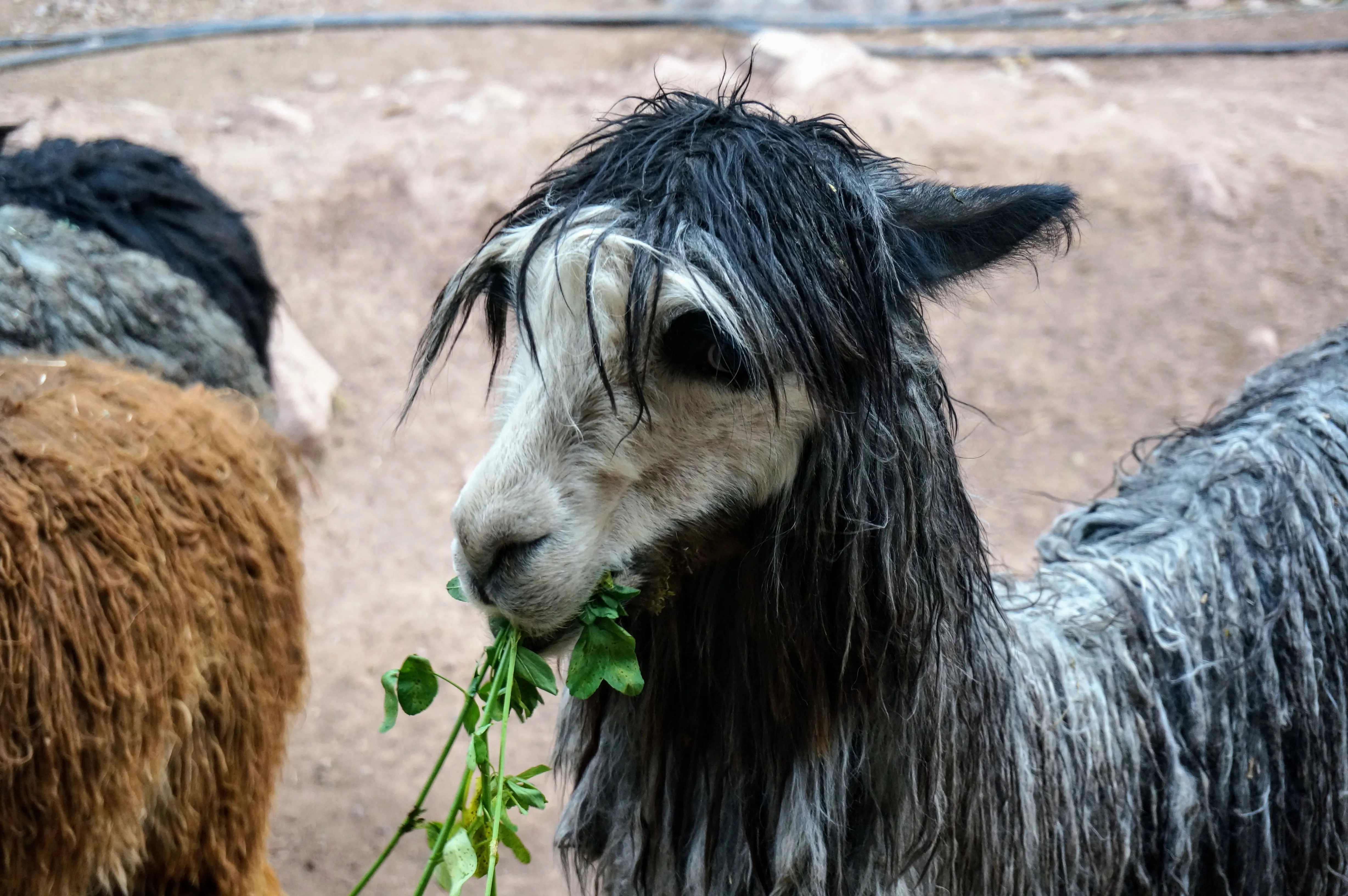 cusco llama 3.CVLubN7y.jpg