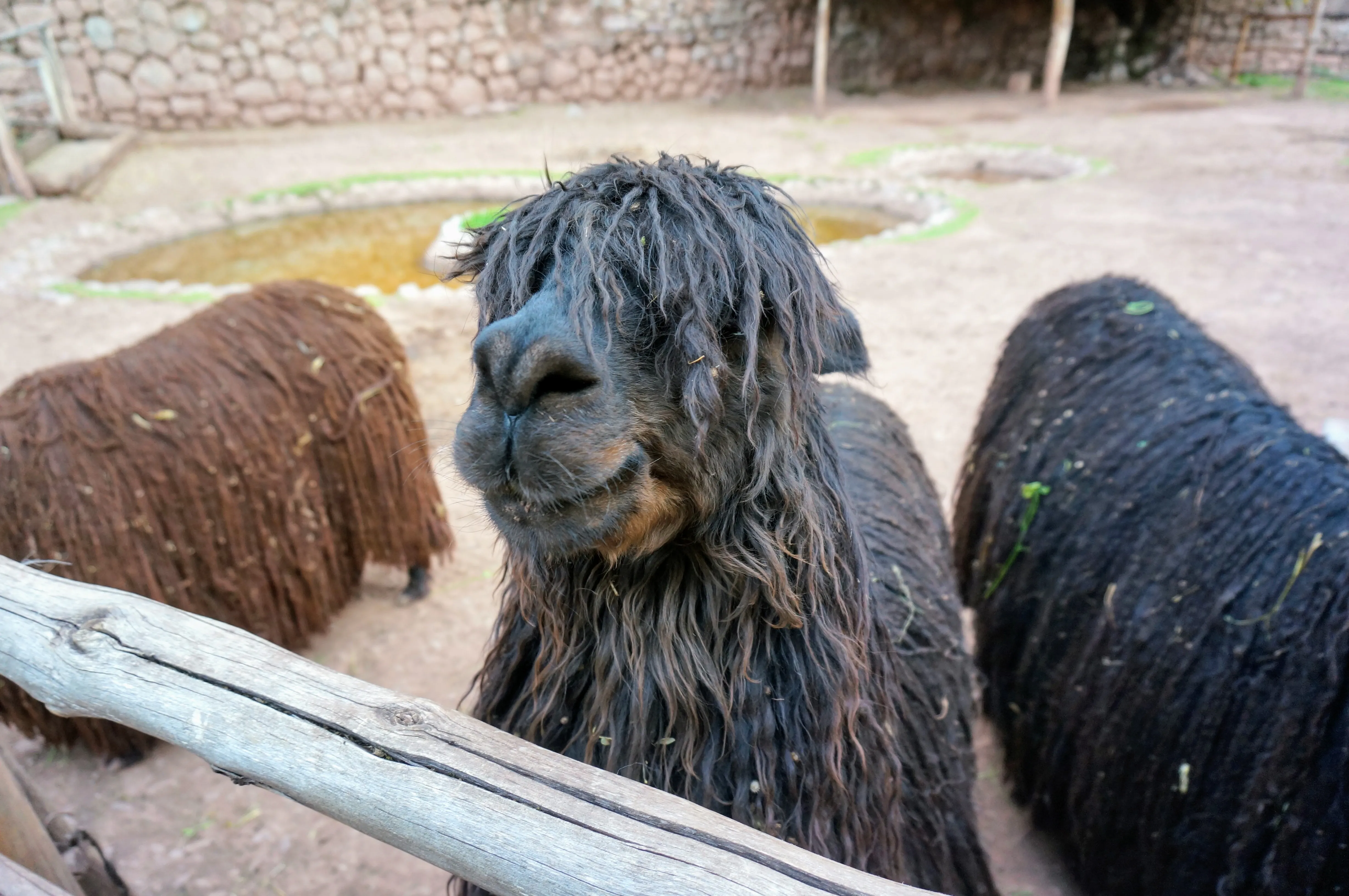 cusco llama 4.CvK5tLtf.jpg