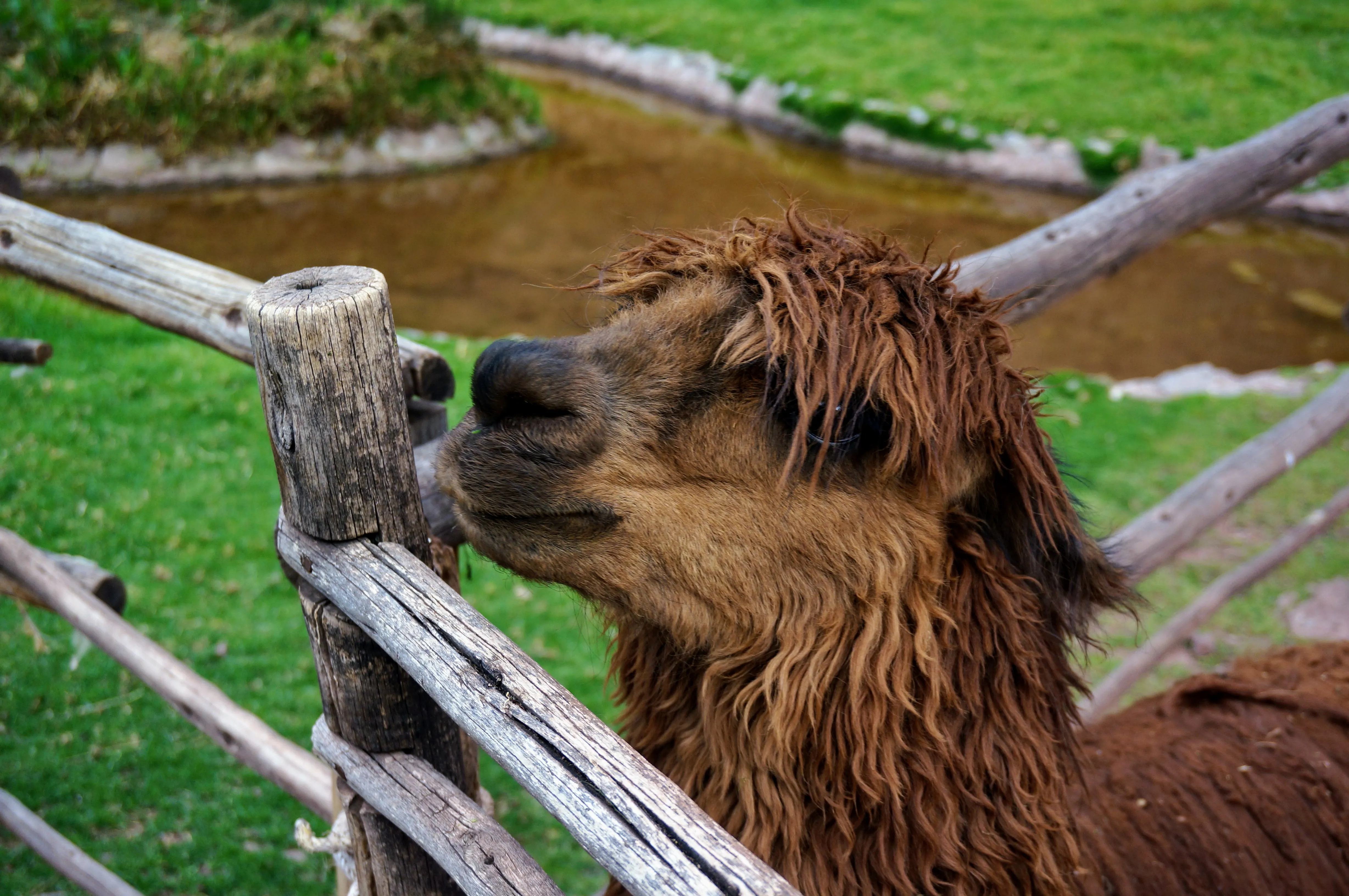 cusco llama 5.CJFdBqdW.jpg