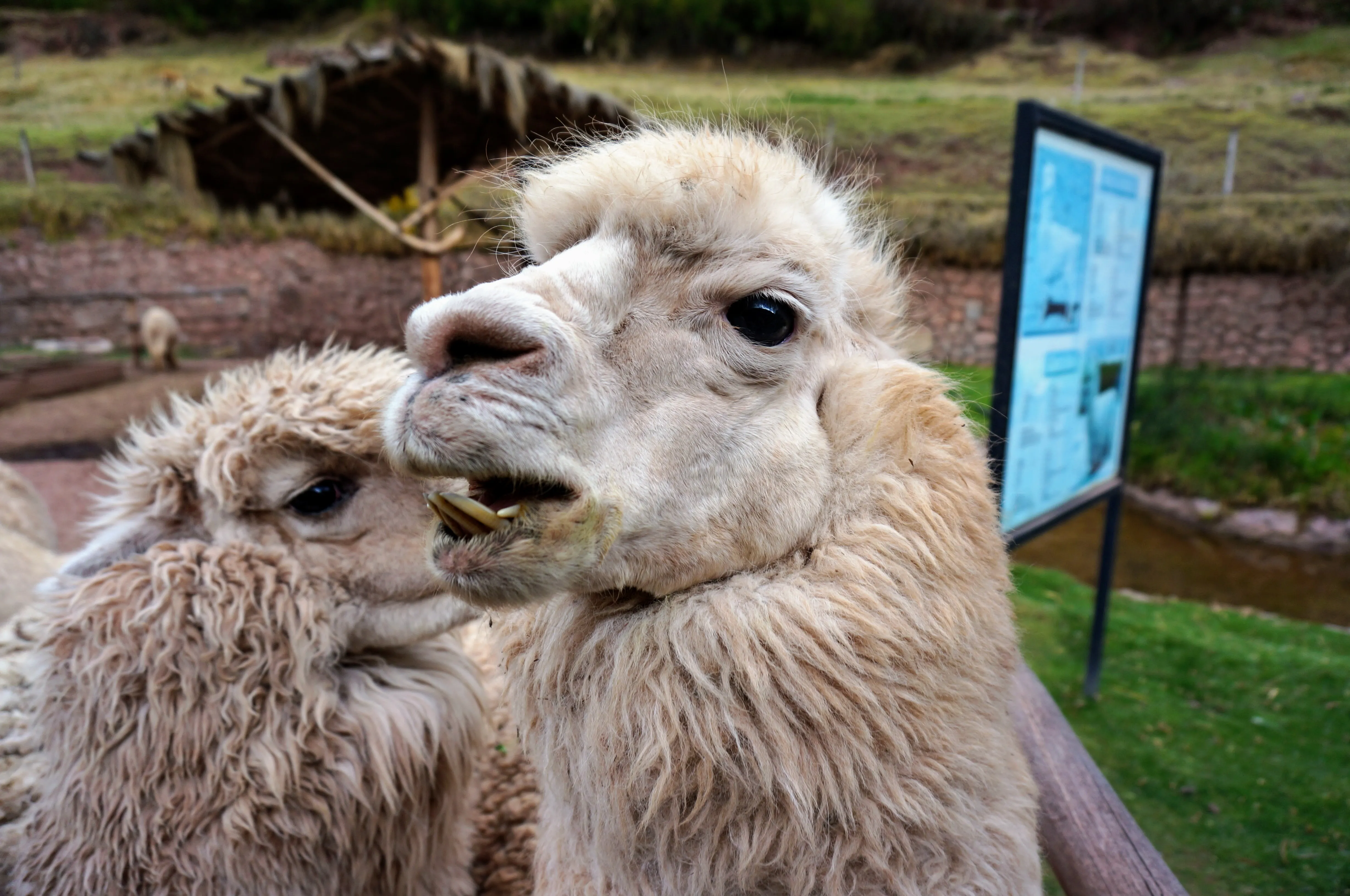 cusco llama 6.Duaae_qu.jpg