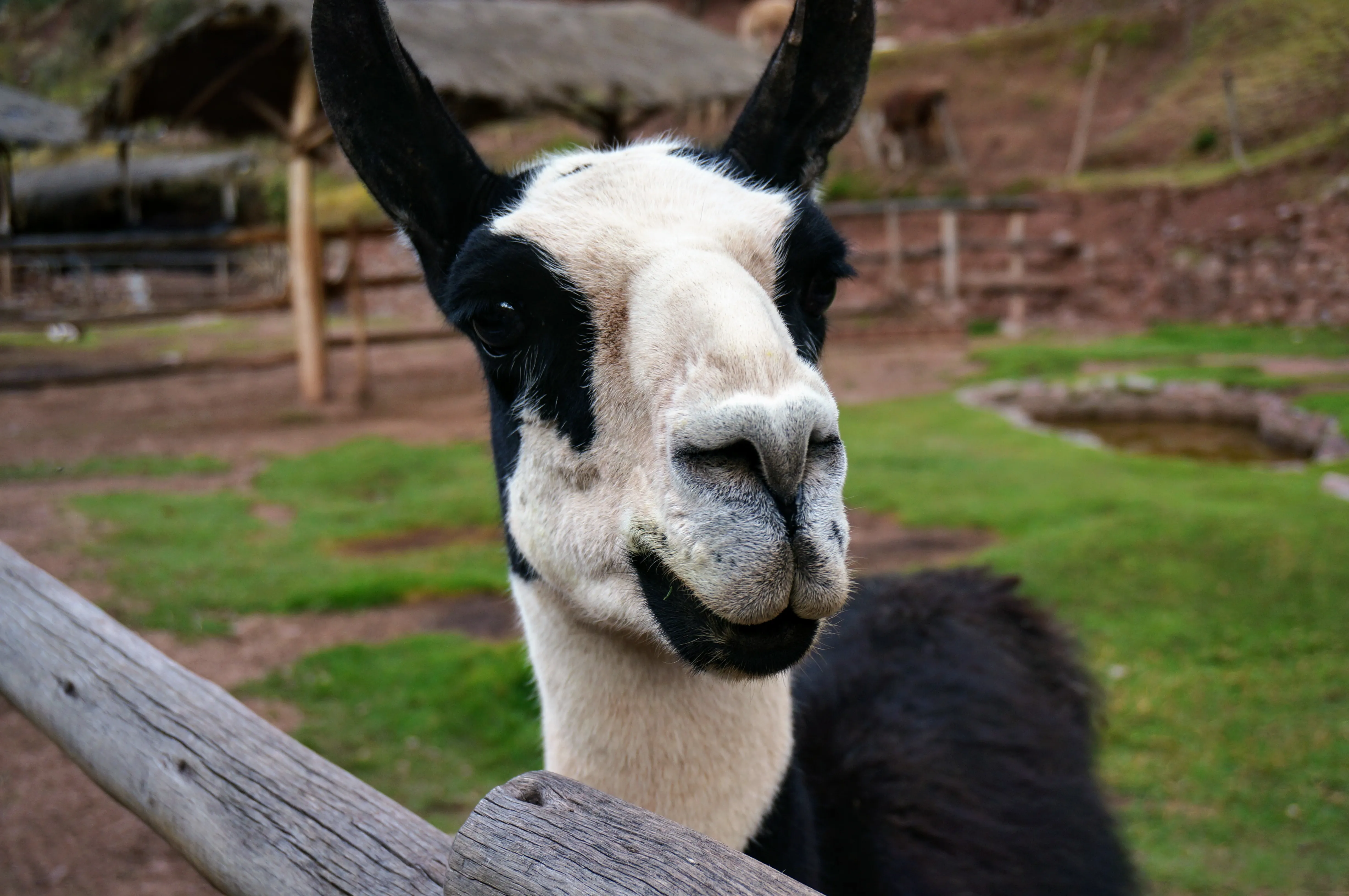 cusco llama 7.Da_AIjoS.jpg