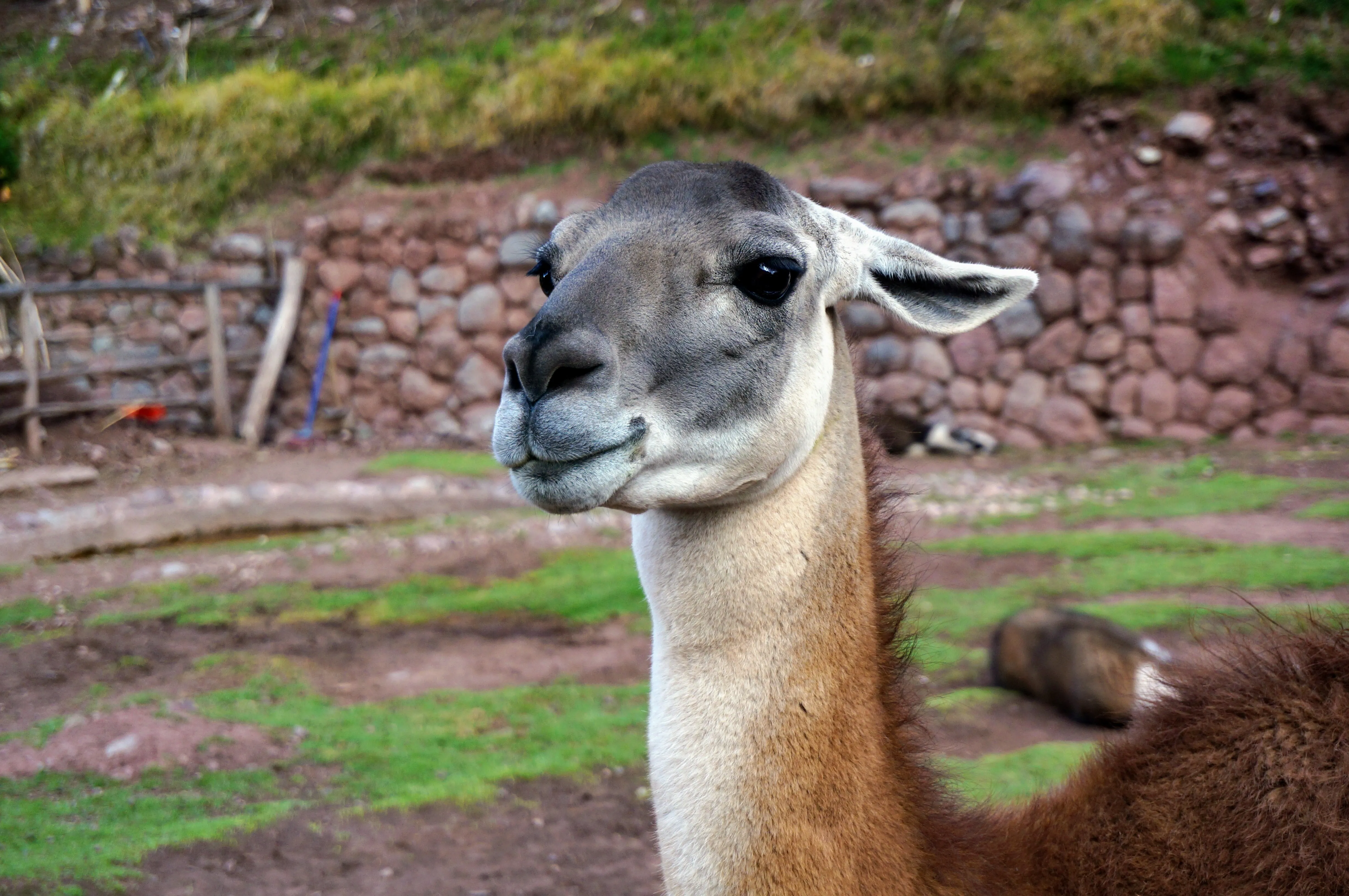 cusco llama 8.CbDoov9B.jpg