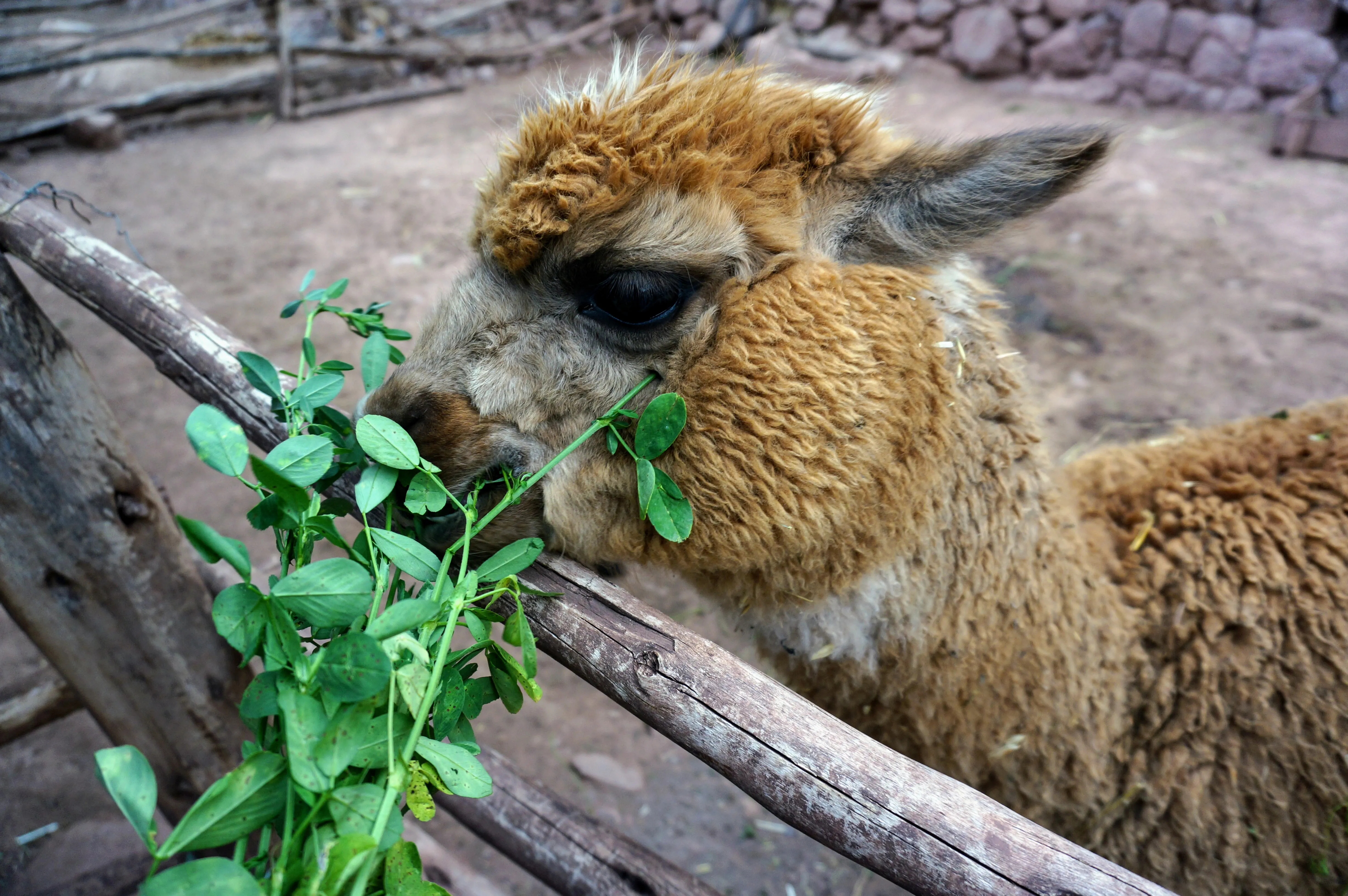 cusco llama 9.CzNF1r5g.jpg