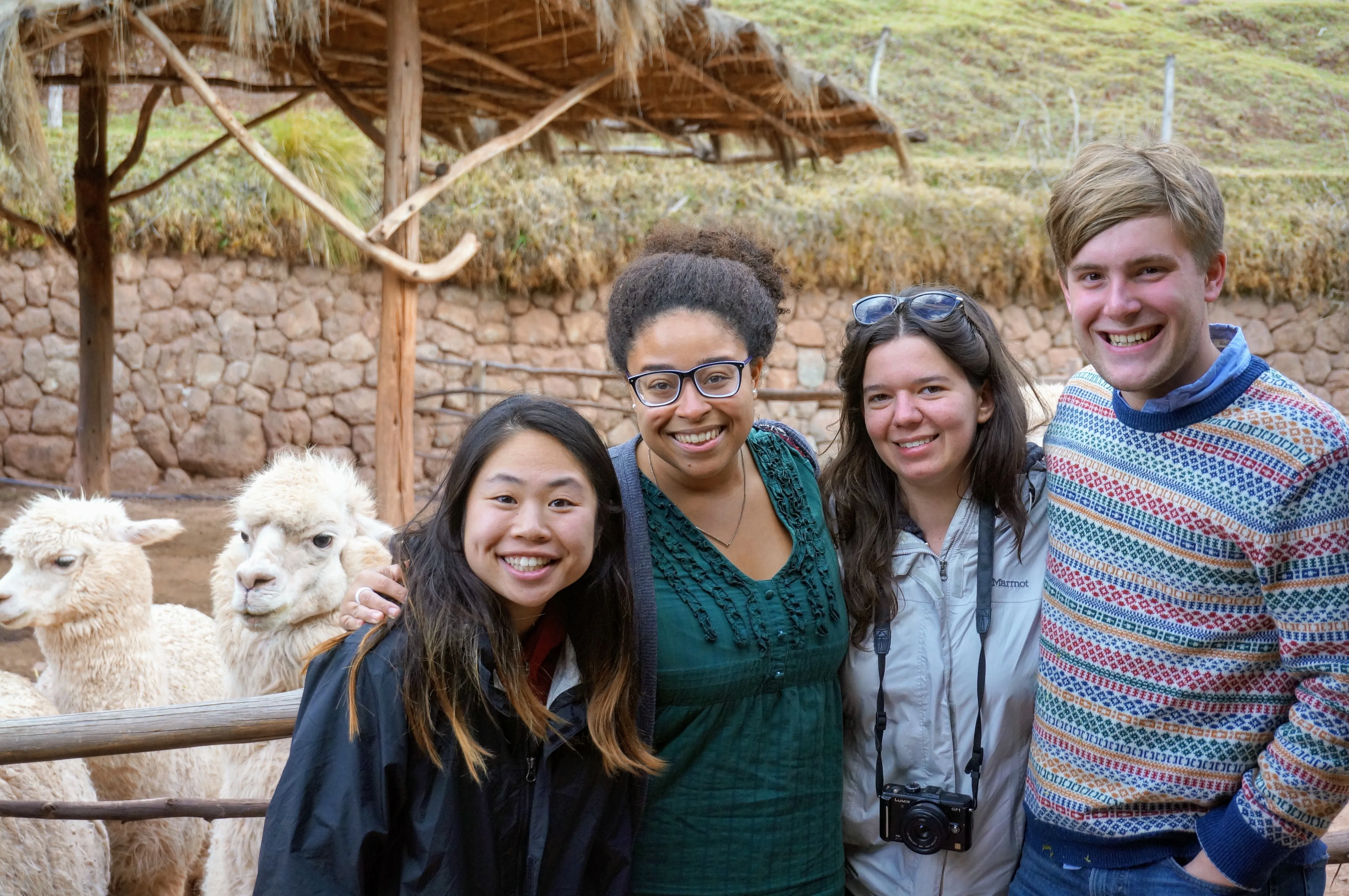cusco llamas all.Ct4p GSz.jpg
