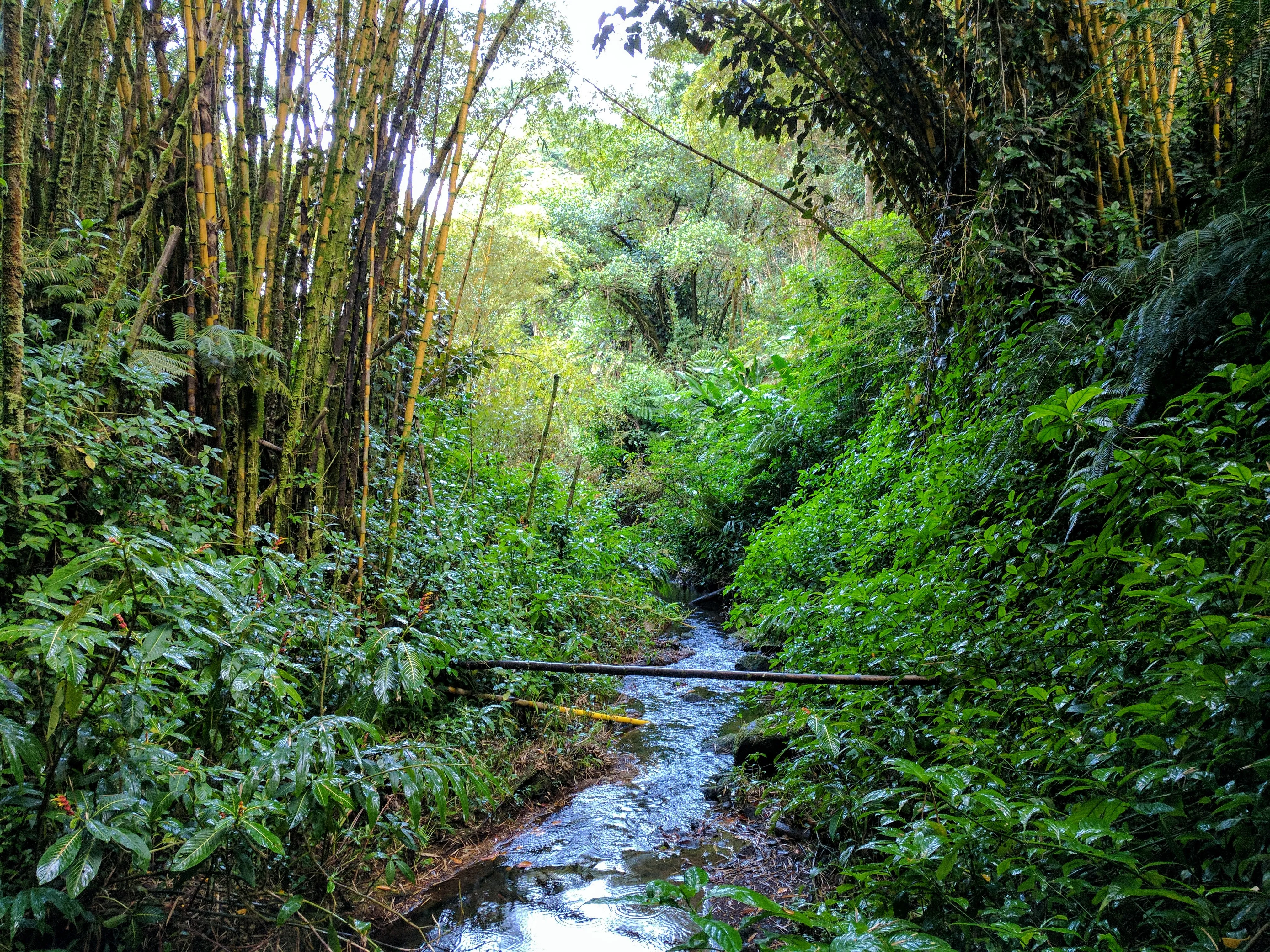 forest bamboo.9CjdStO1.jpg