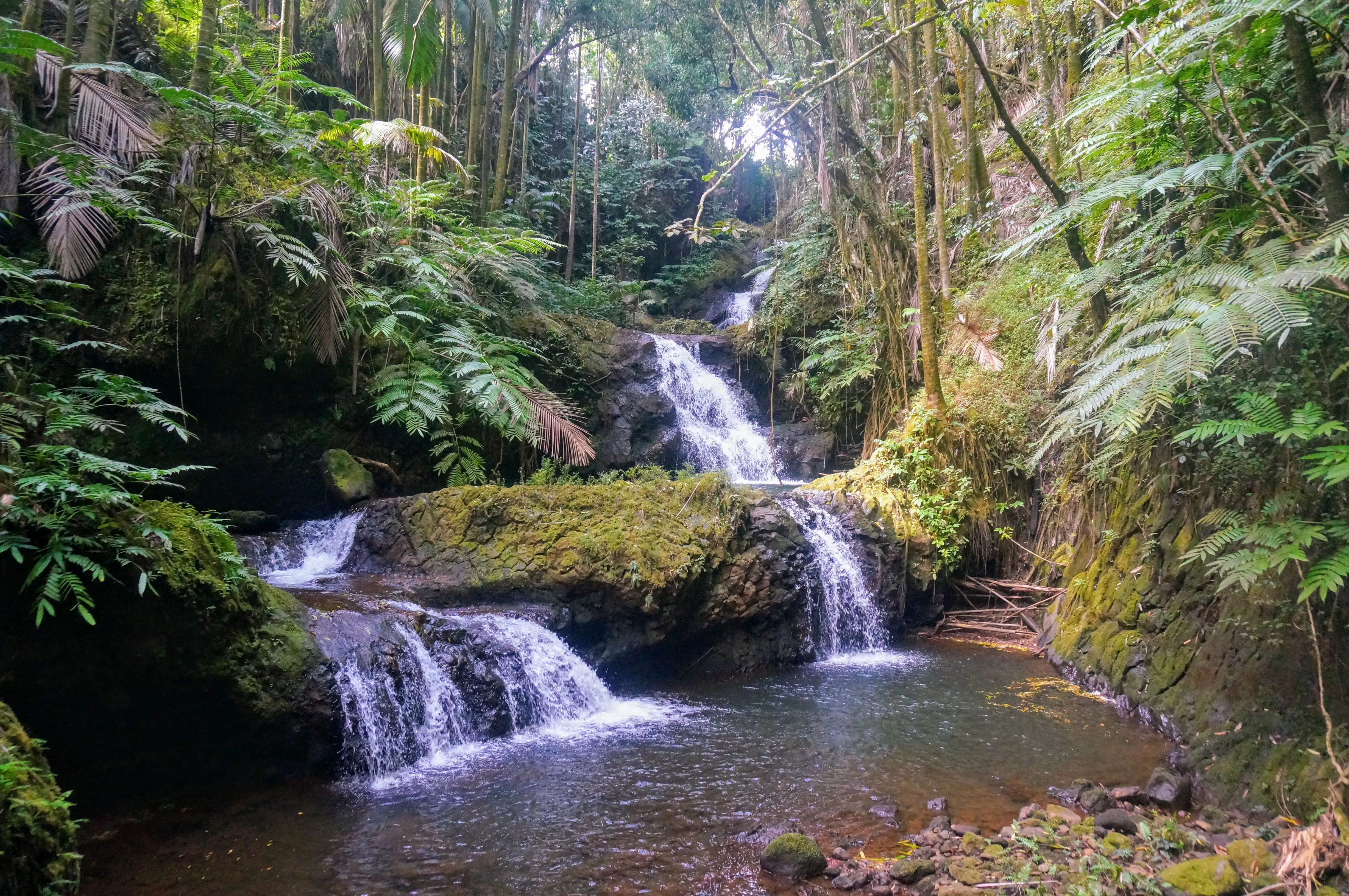 forest falls.DxMTv9Kn.jpg