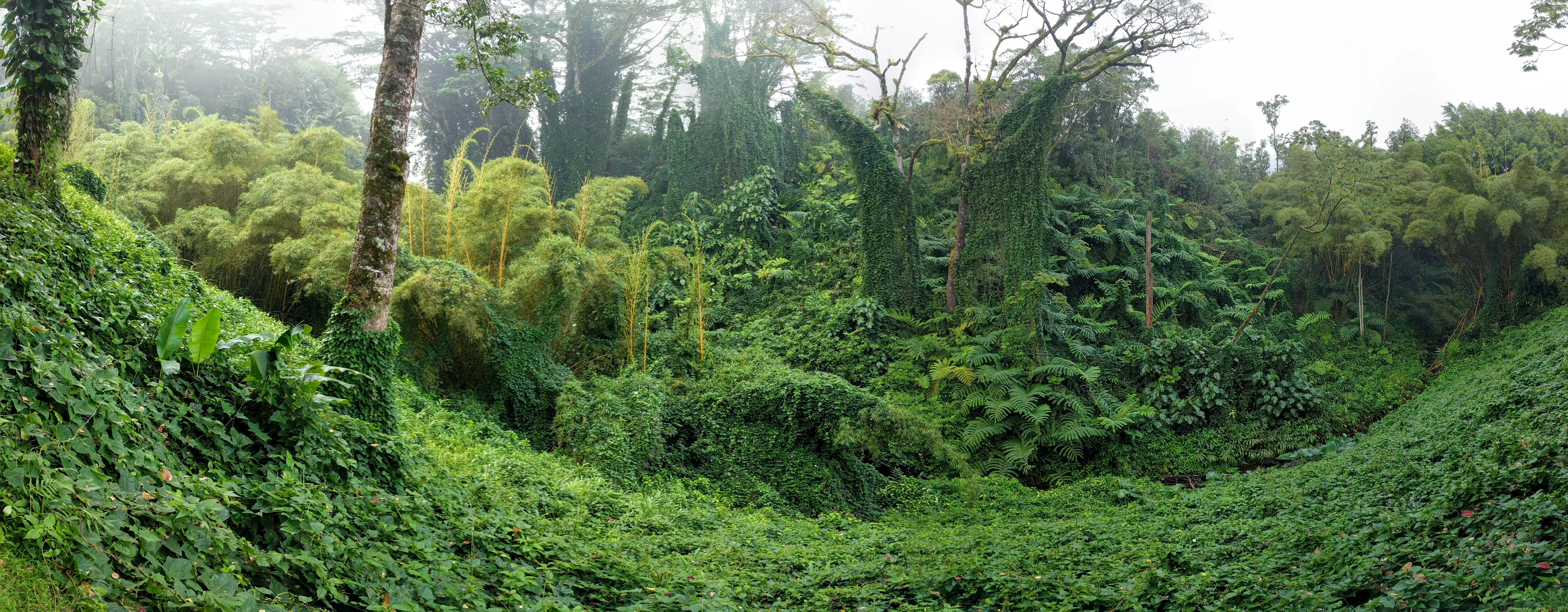 forest pano.Xe6PcmZL.jpg