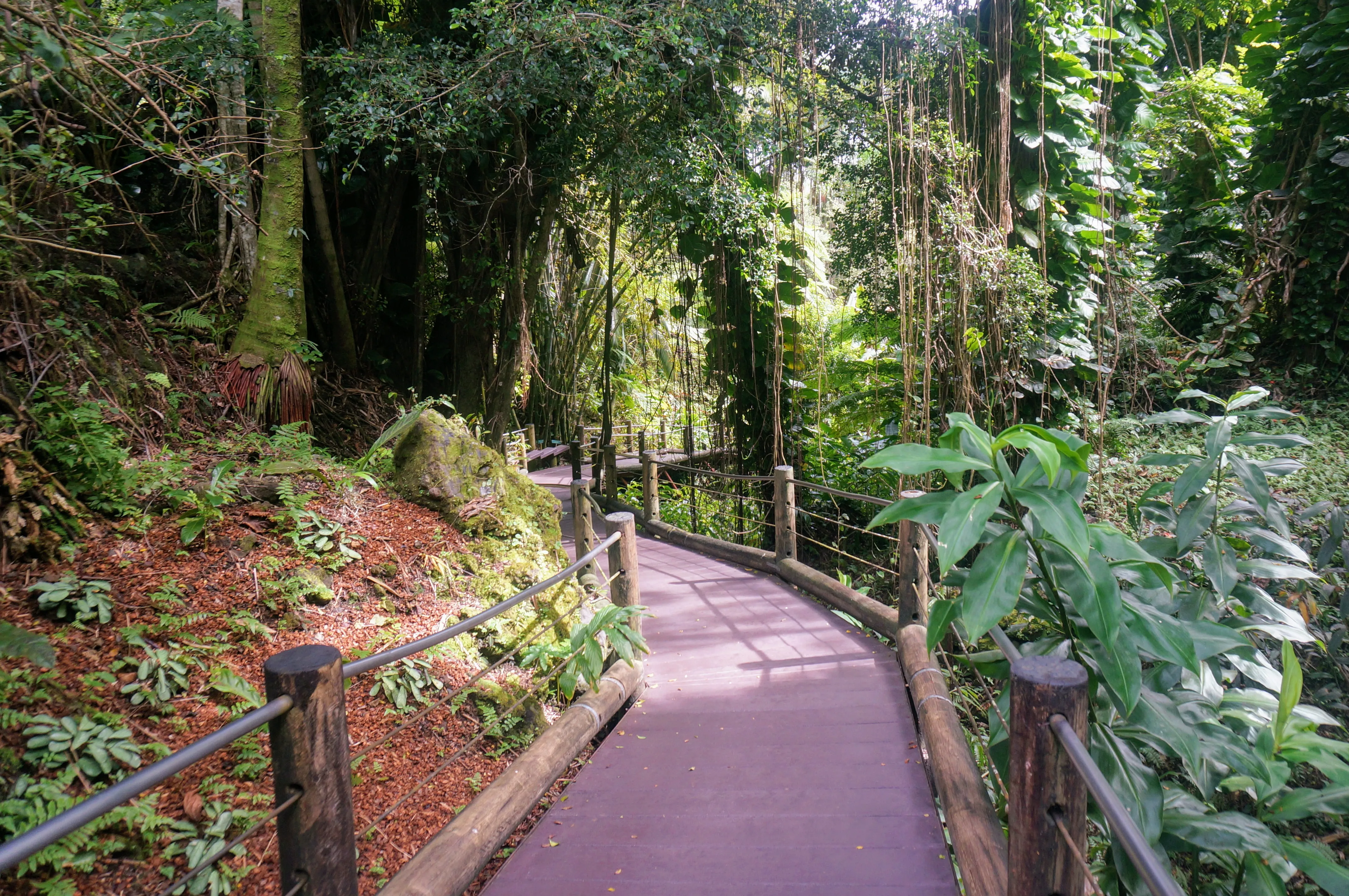 forest path.BMJiUGvD.jpg