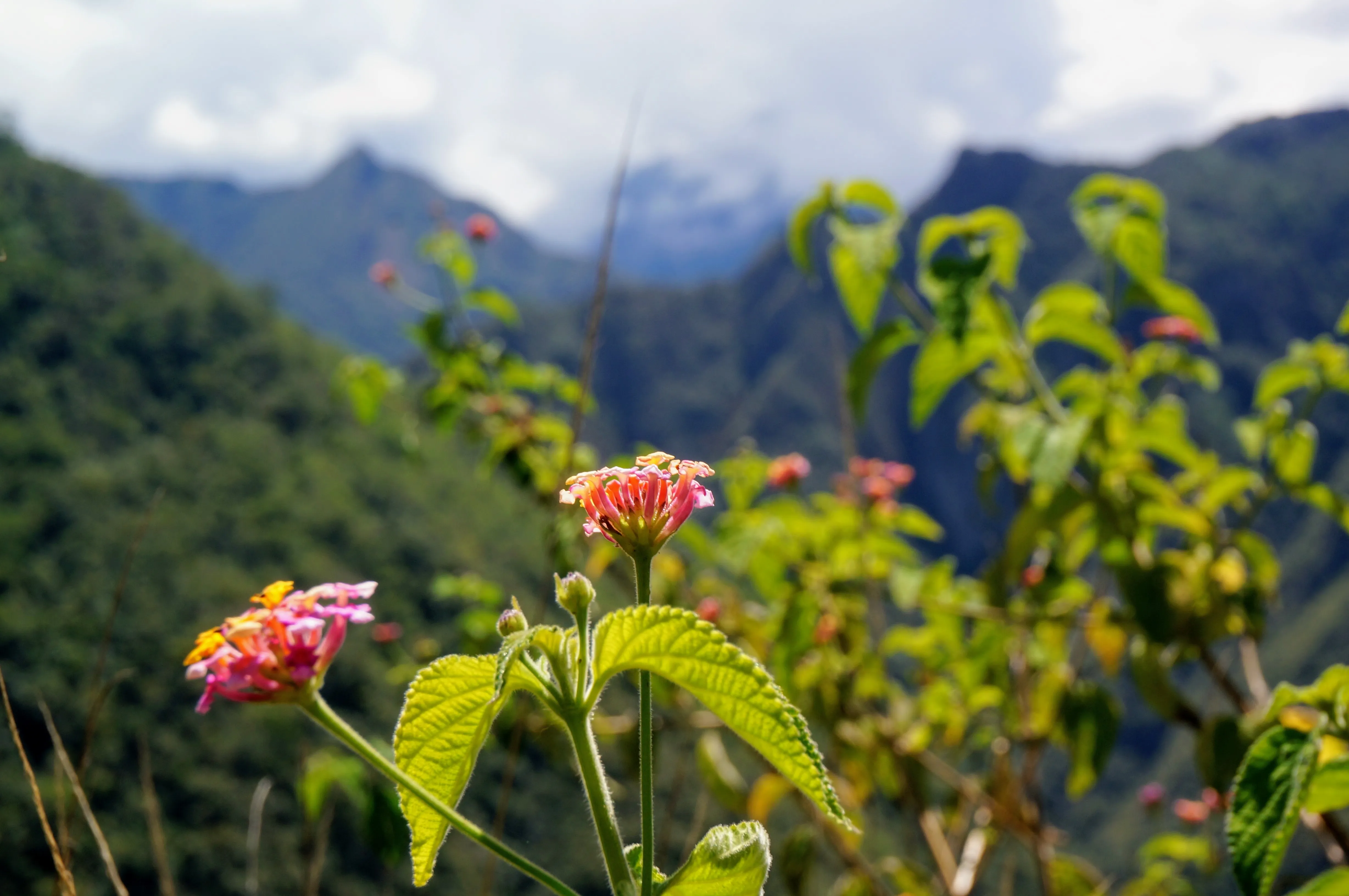 machu picchu hike flower 2.Cquc_yrD.jpg
