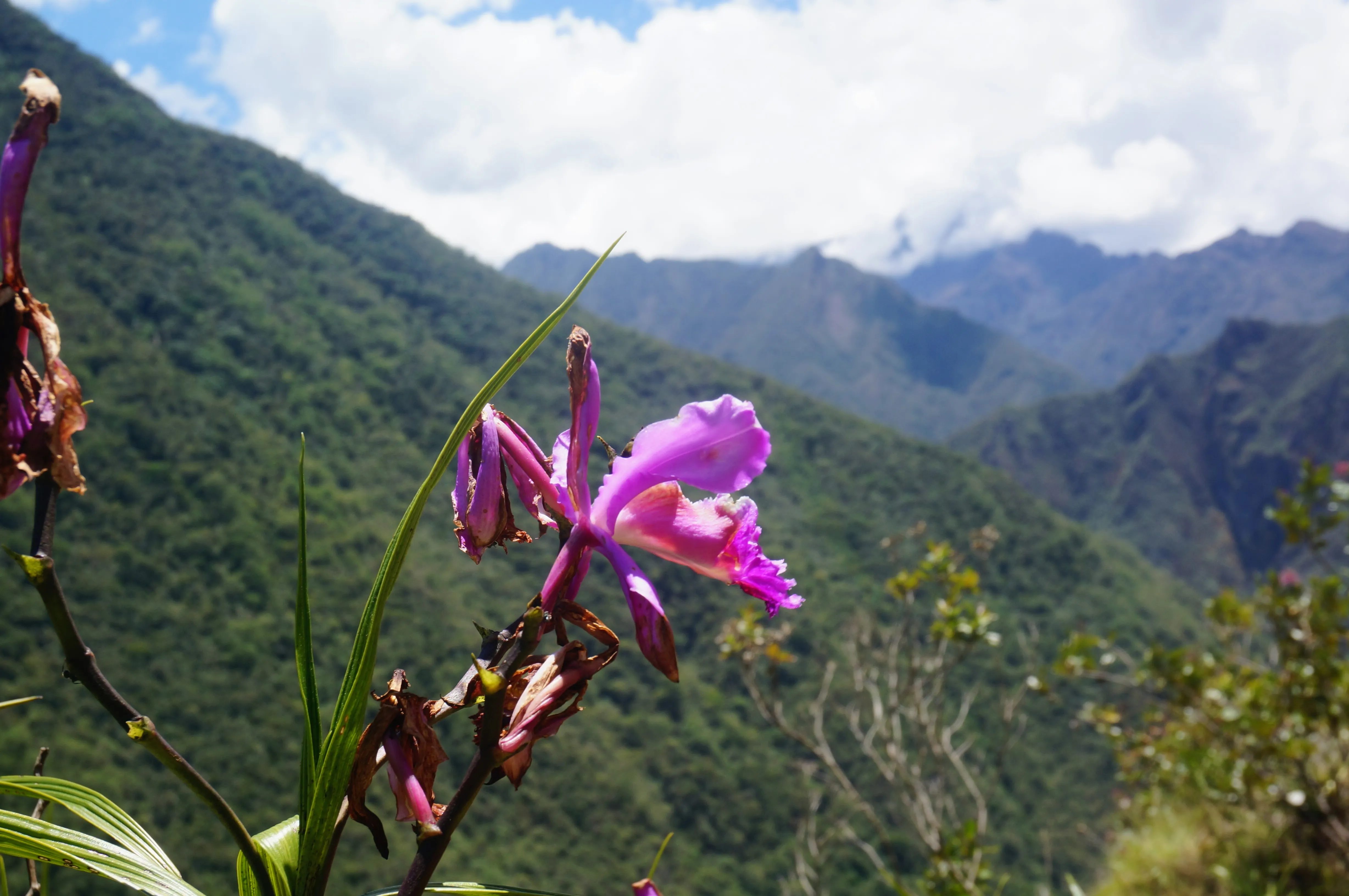 machu picchu hike flower.SlT9zSZS.jpg