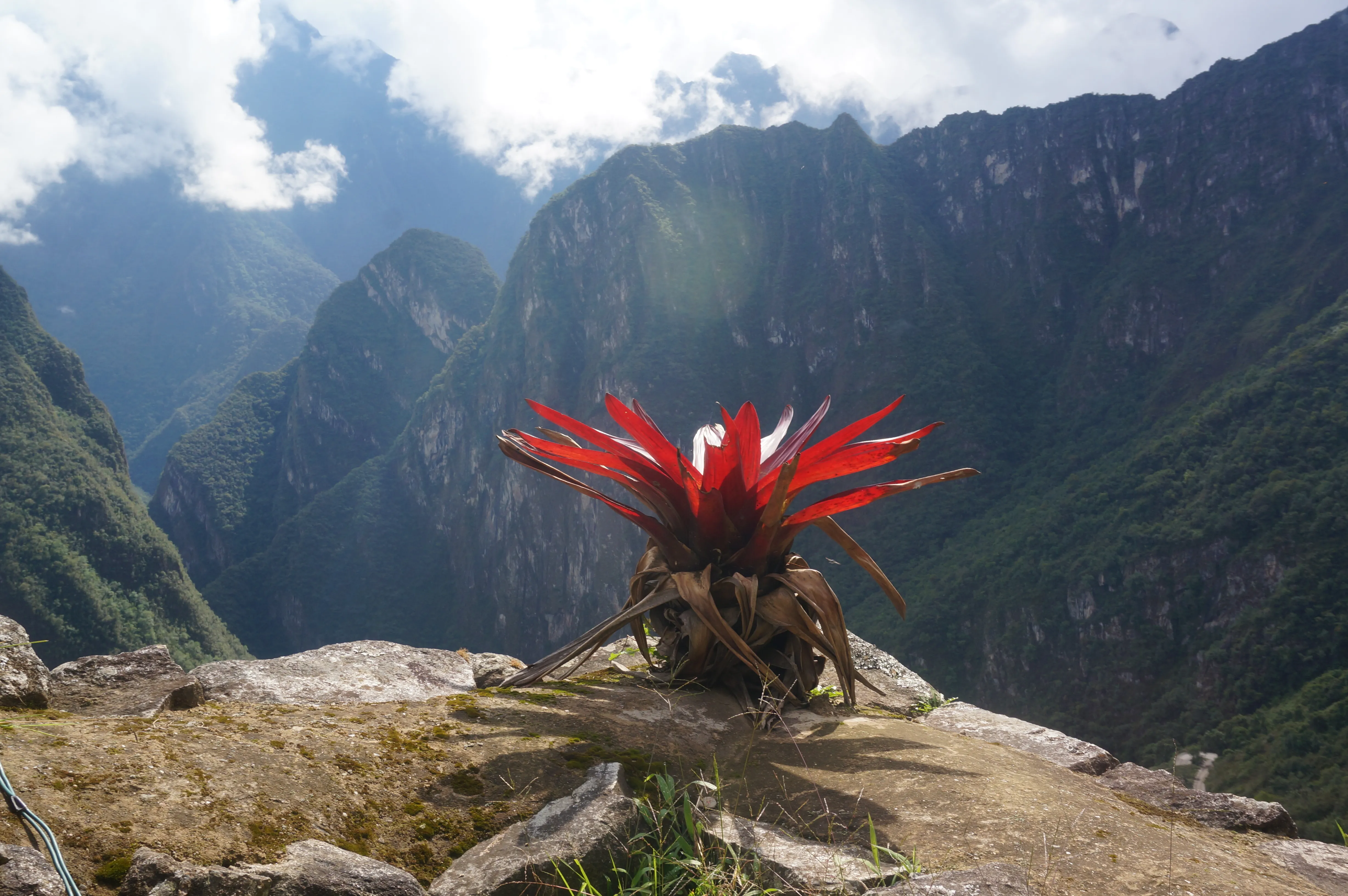 machu picchu plant.BDpQanHS.jpg
