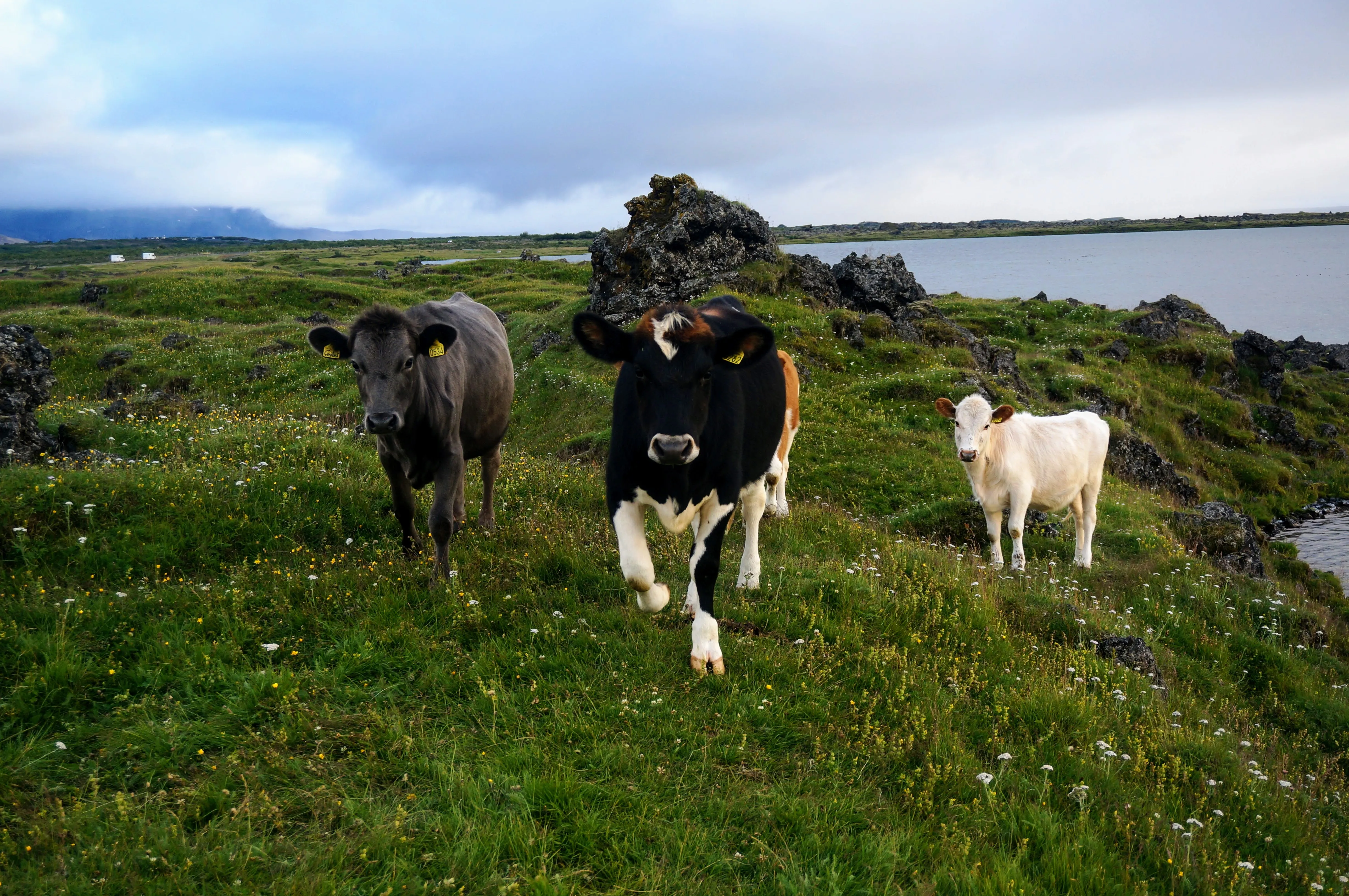 myvatn cows charging.DgOSAaW6.jpg