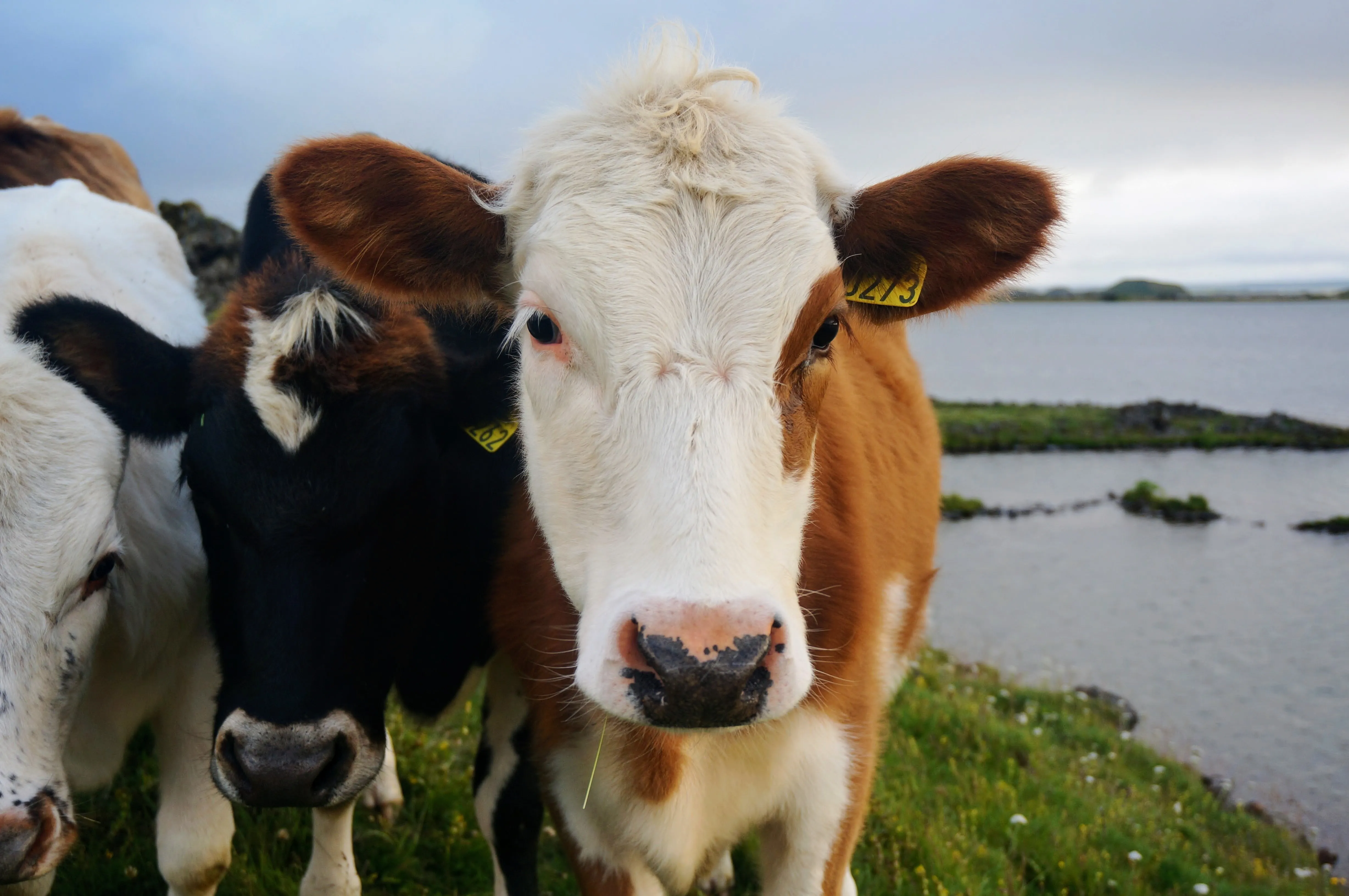myvatn cows close.D2QGfkDX.jpg