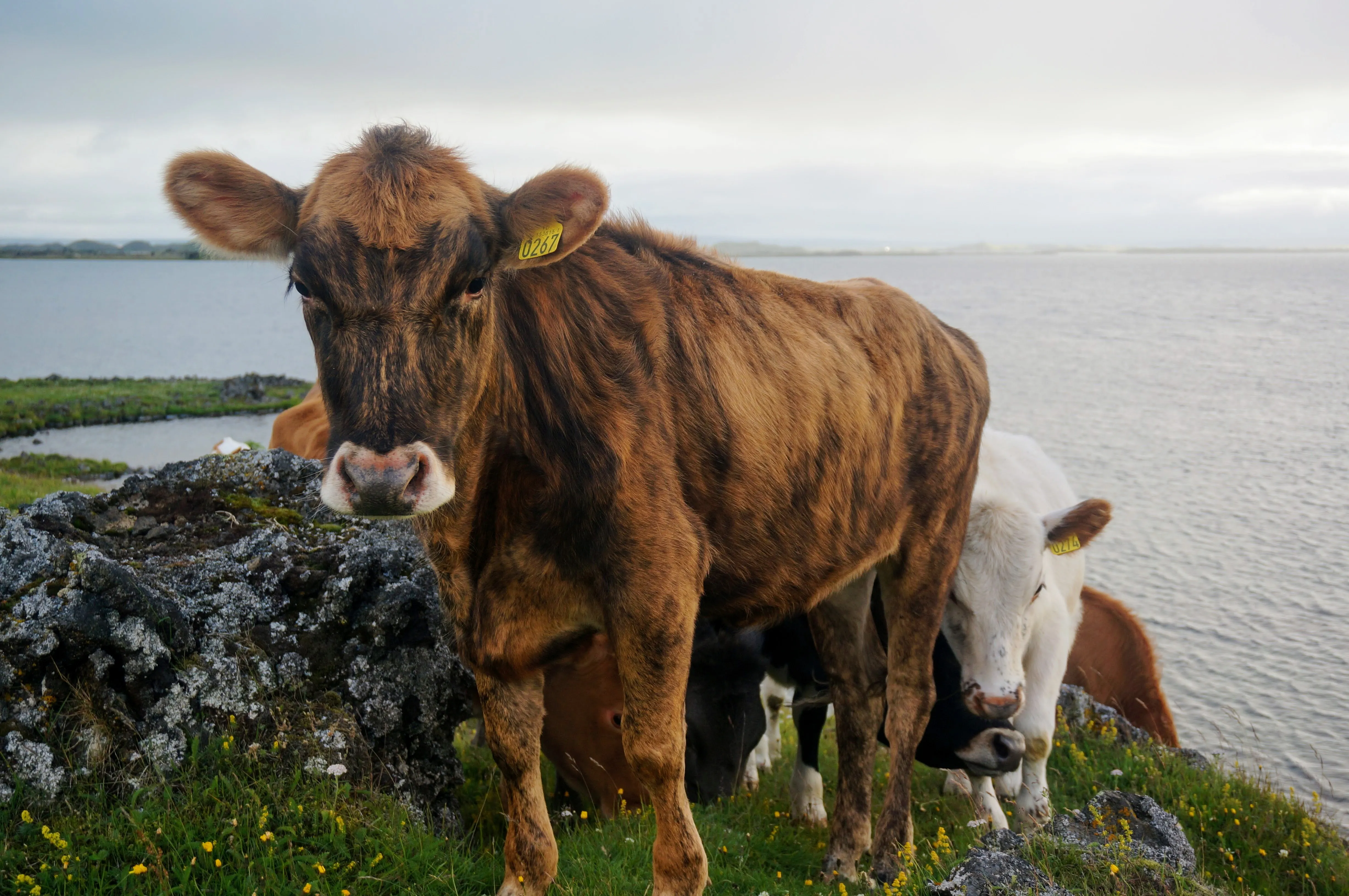 myvatn cows staring.B5pYFZP4.jpg