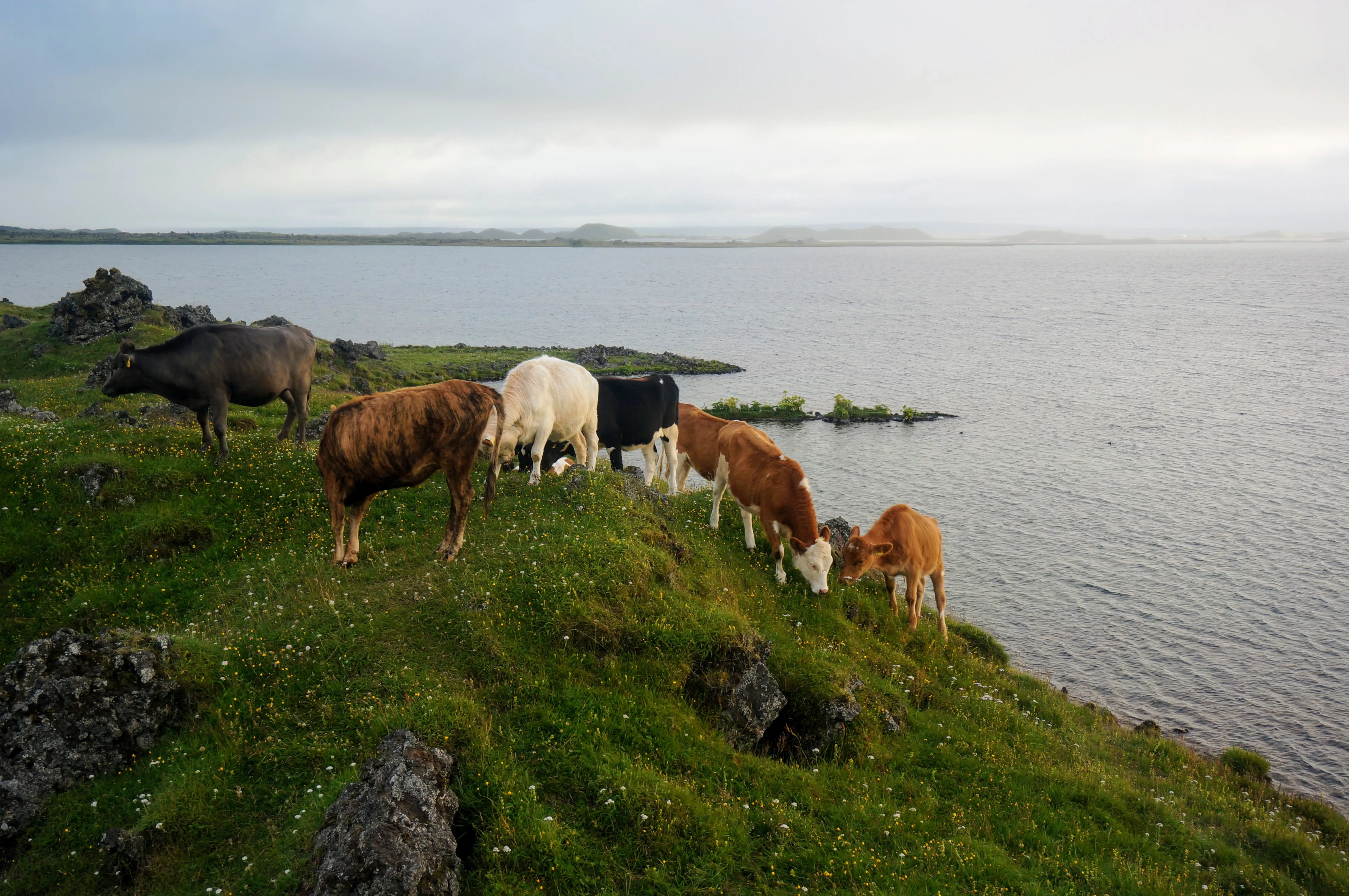 myvatn cows wide.BFHyFv97.jpg
