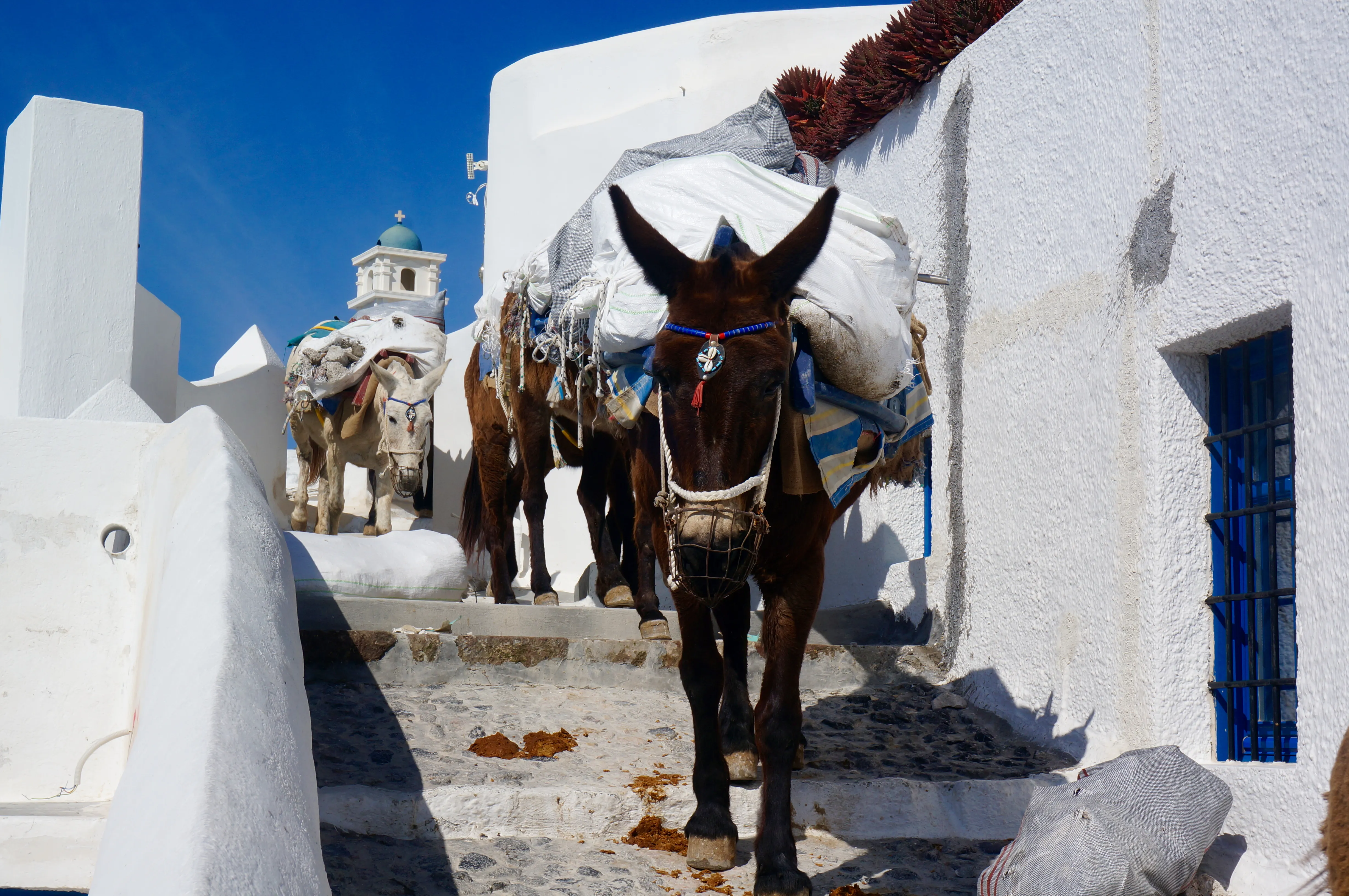 santorini donkey.CaKNKPVA.jpg