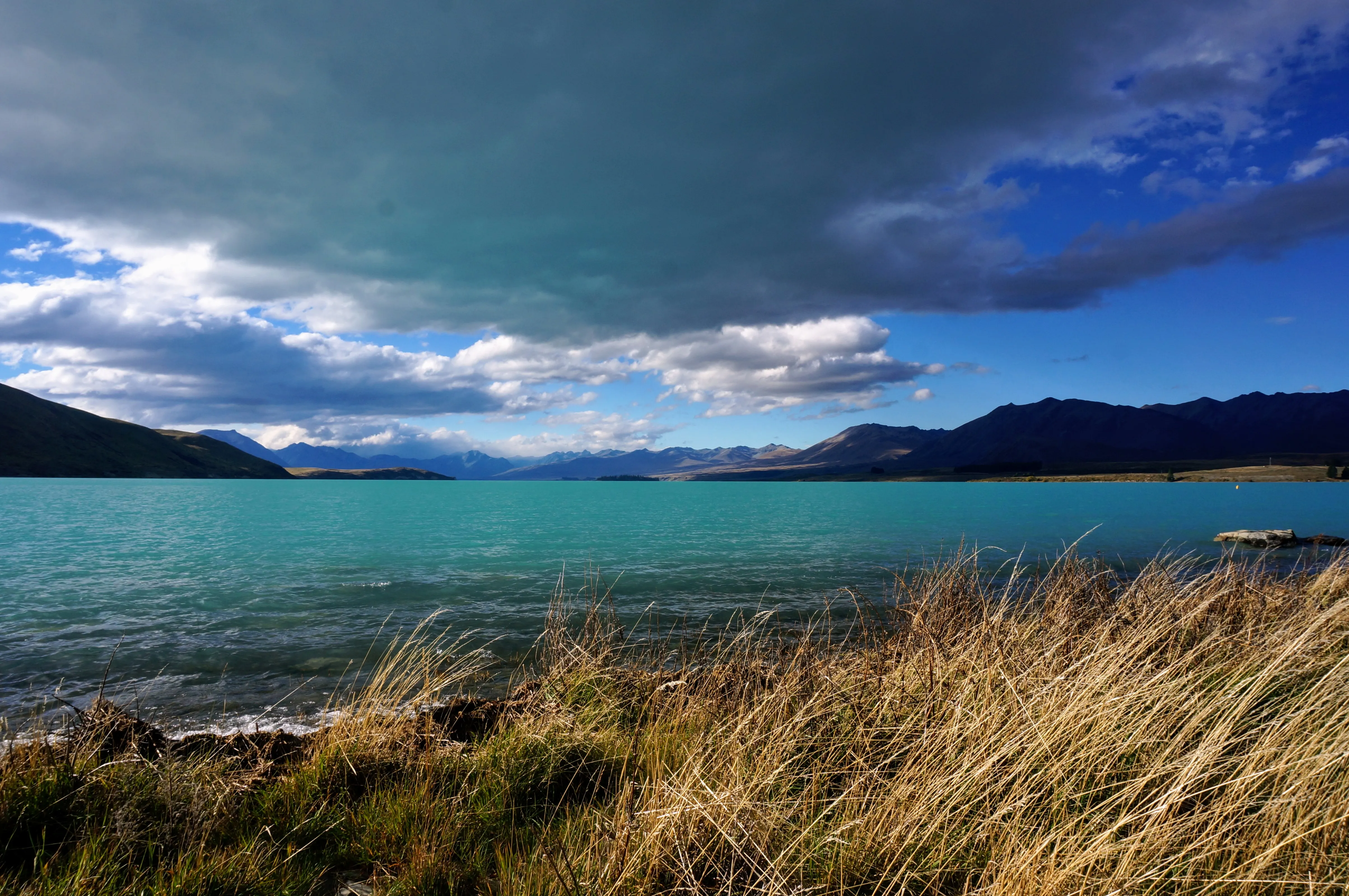 tekapo blue grass.cboRtSEZ.jpg