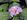 Hakone flower