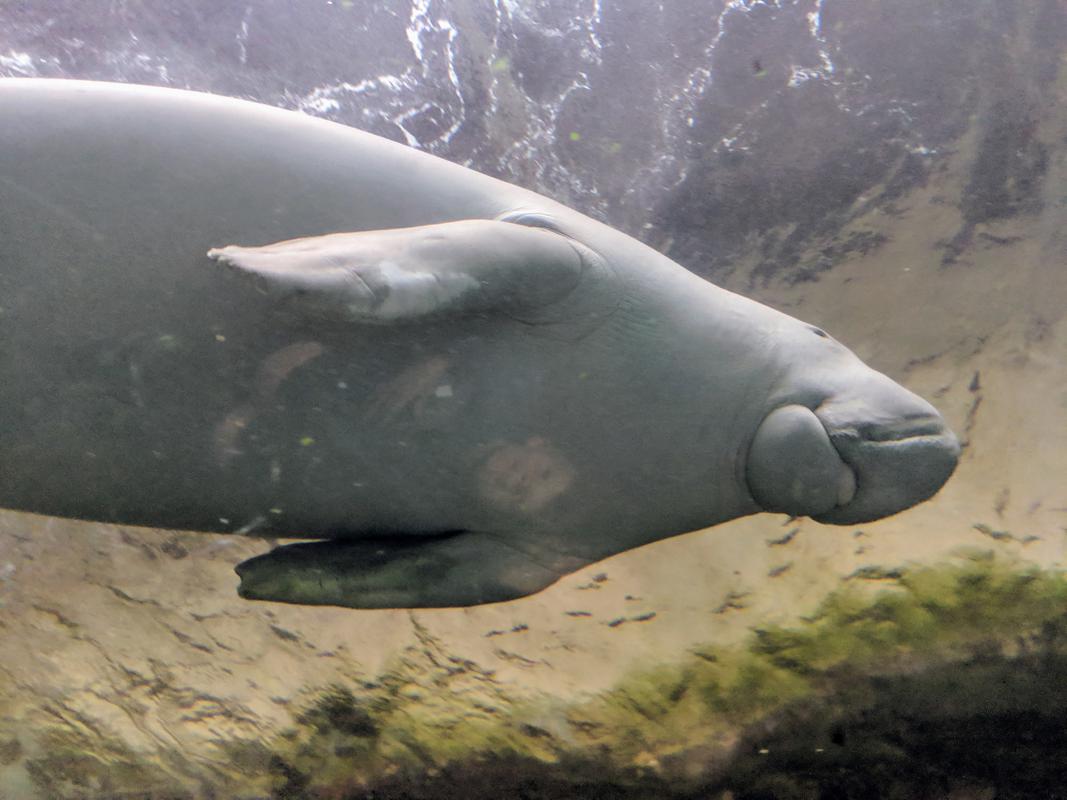 Aquarium dugong