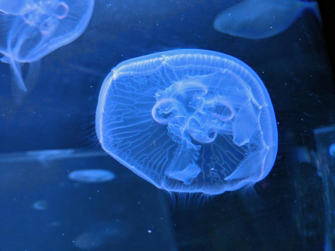 Aquarium jelly blue