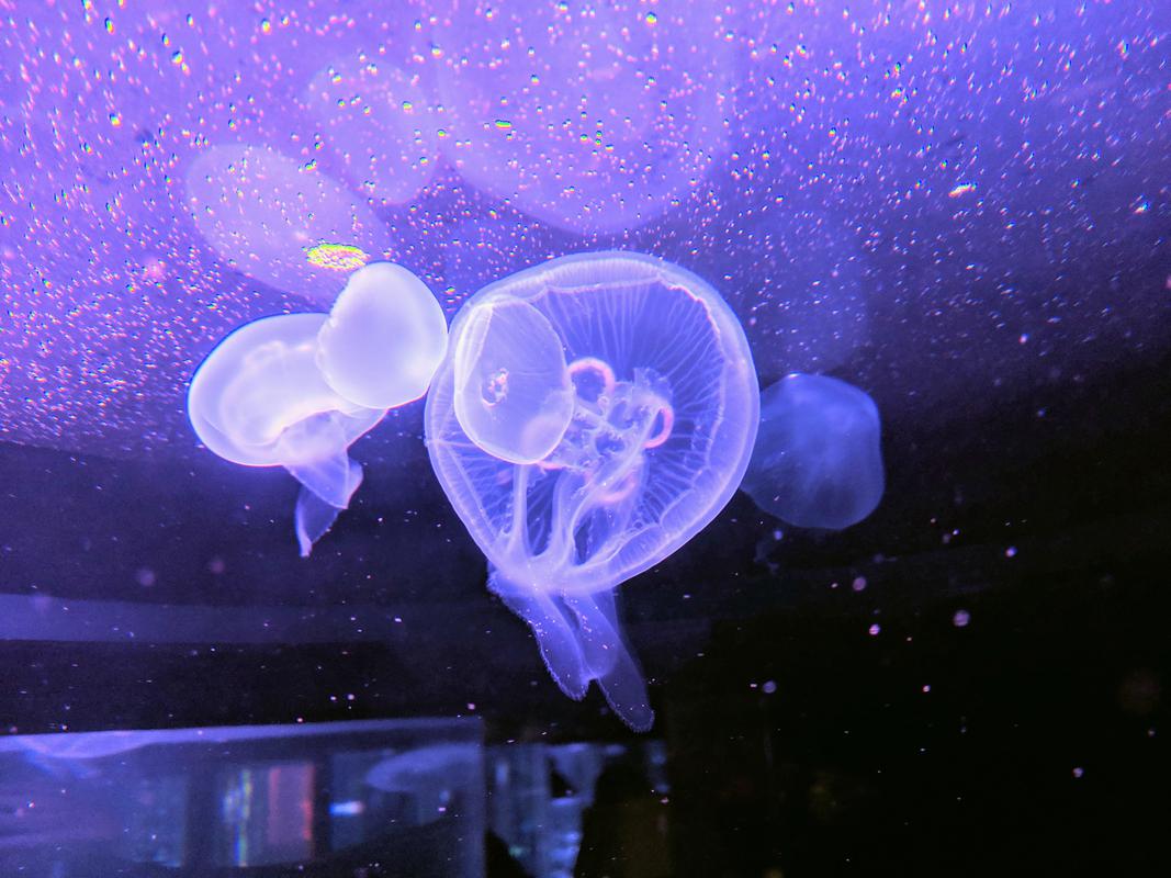 Aquarium jelly purple