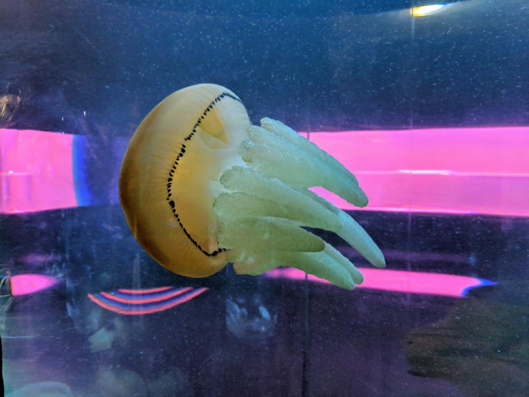 Aquarium jelly white