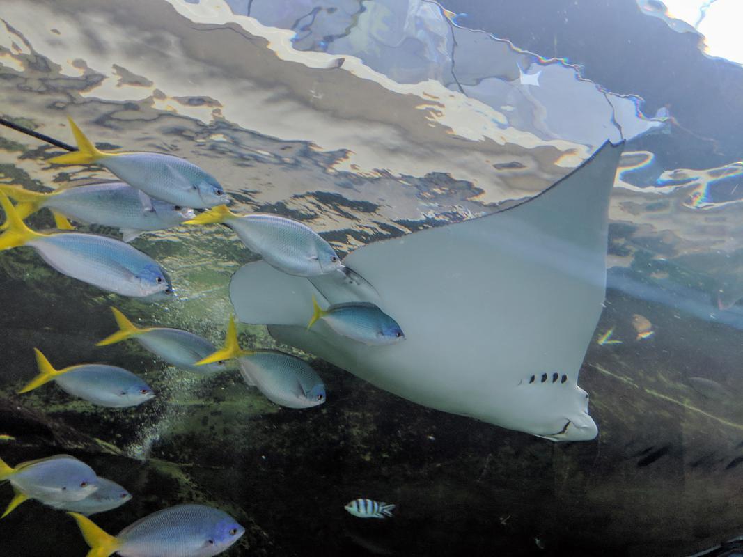 Aquarium stingray family