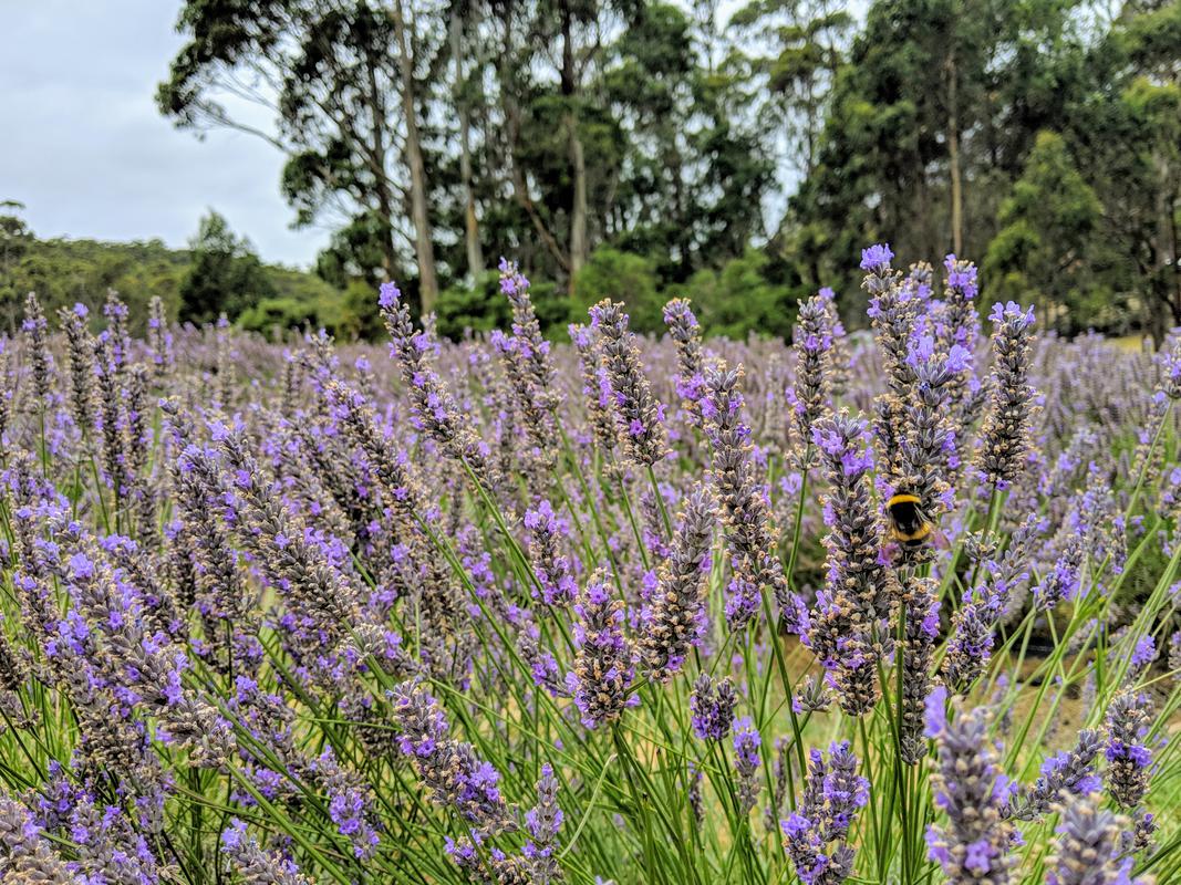 Drive lavendar bee