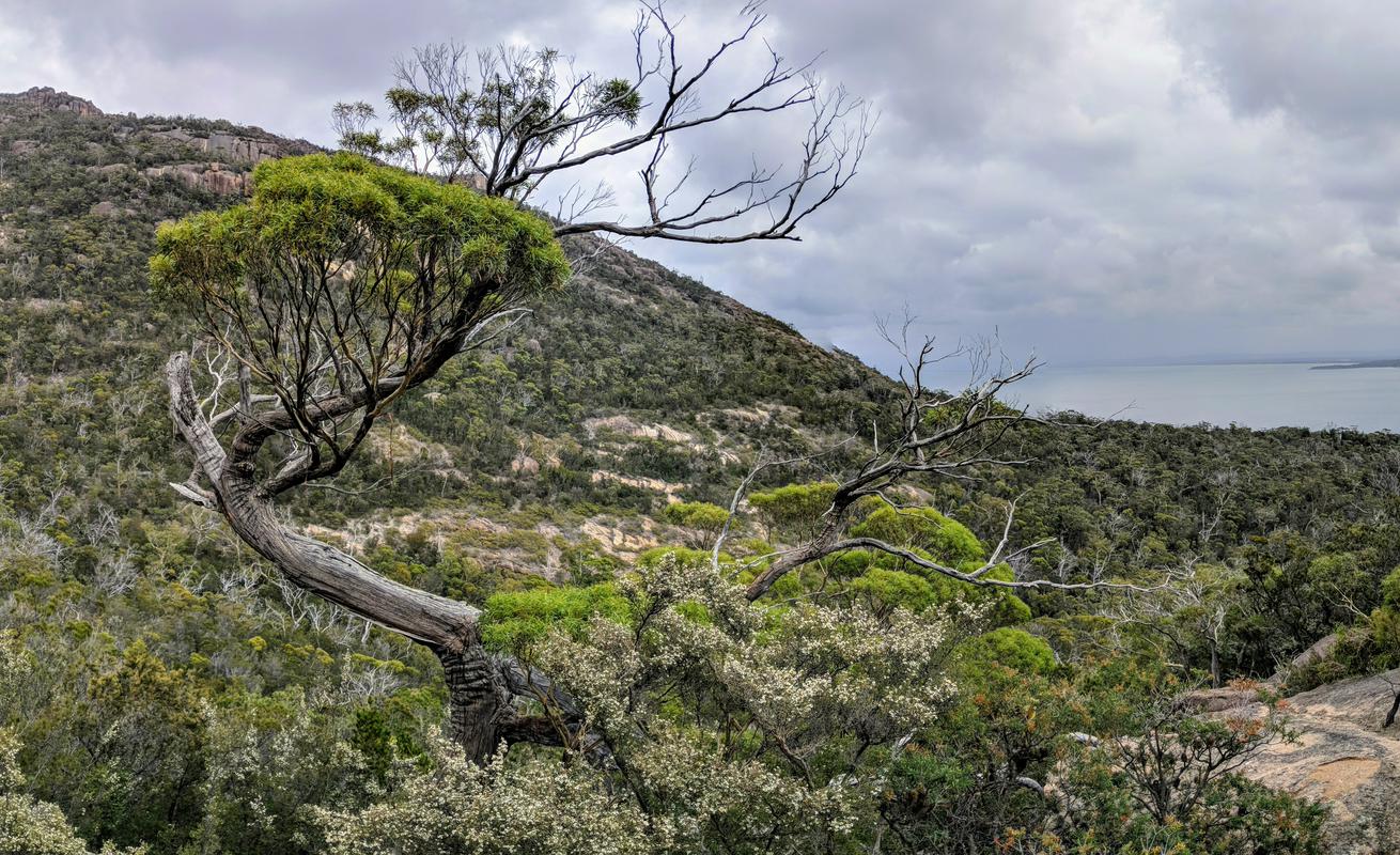 Freycinet tree
