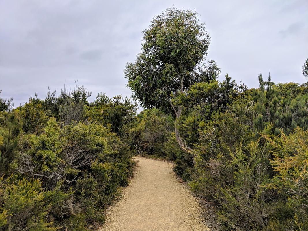 Tasman path