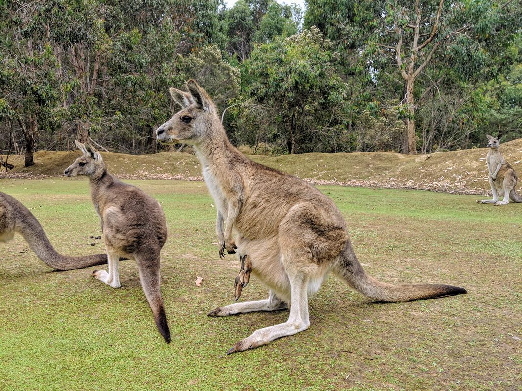 Unzoo kangaroo